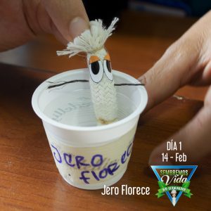 Jero Florece - Carolina