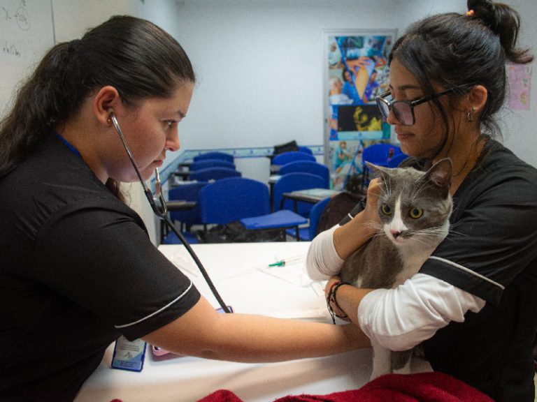 Escapereira Técnicos Laborales Área de la Salud Técnico Auxiliar en Clínica Veterinaria