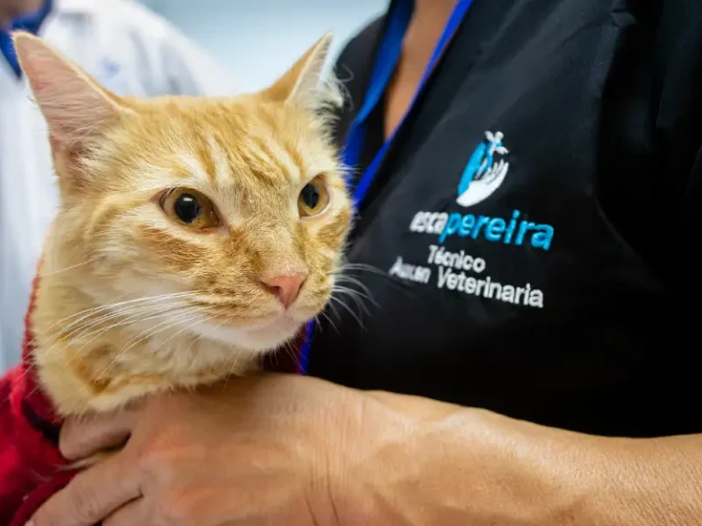 esca-salud-acv-_practica-4